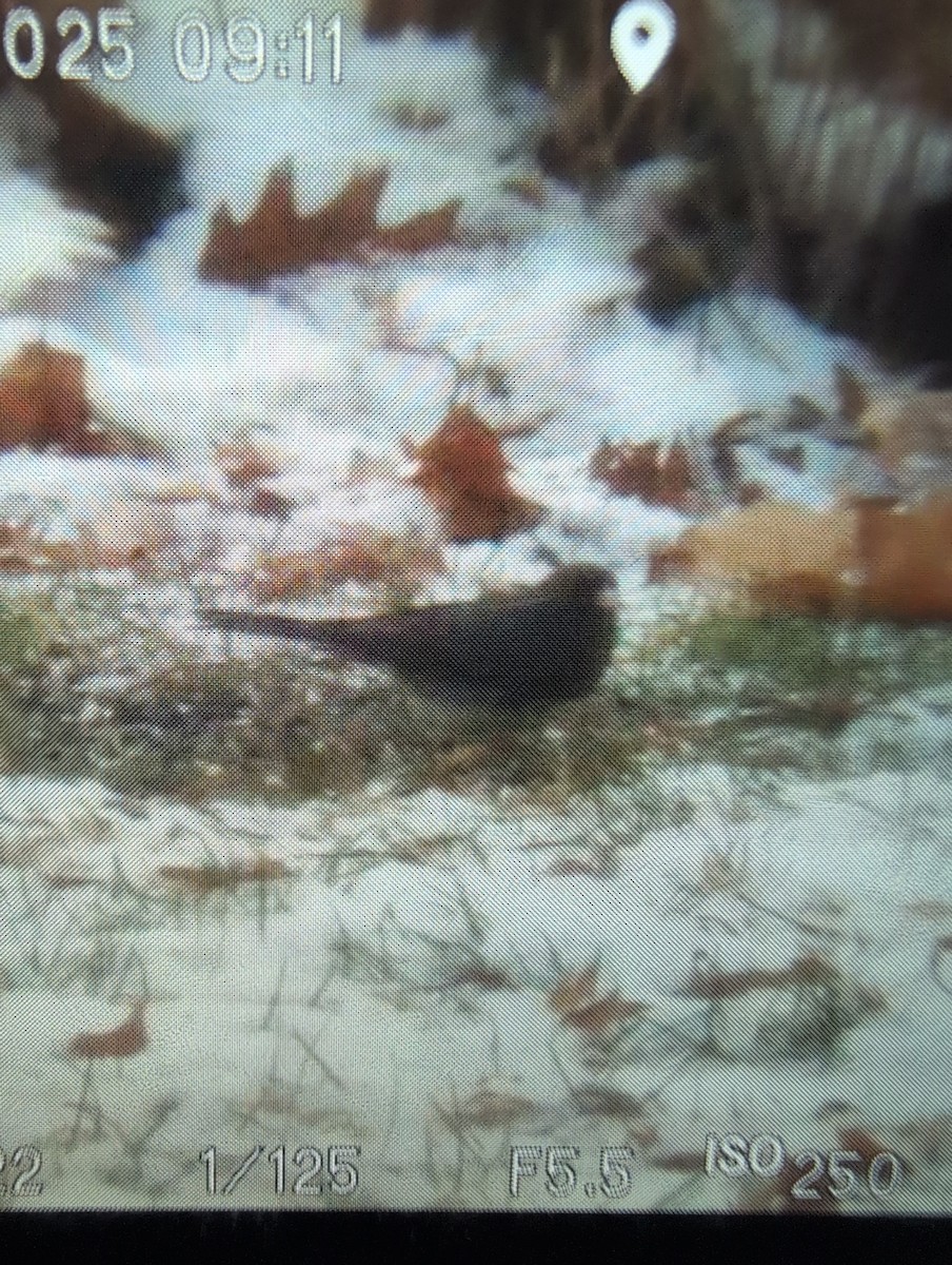 Dark-eyed Junco - ML645440911