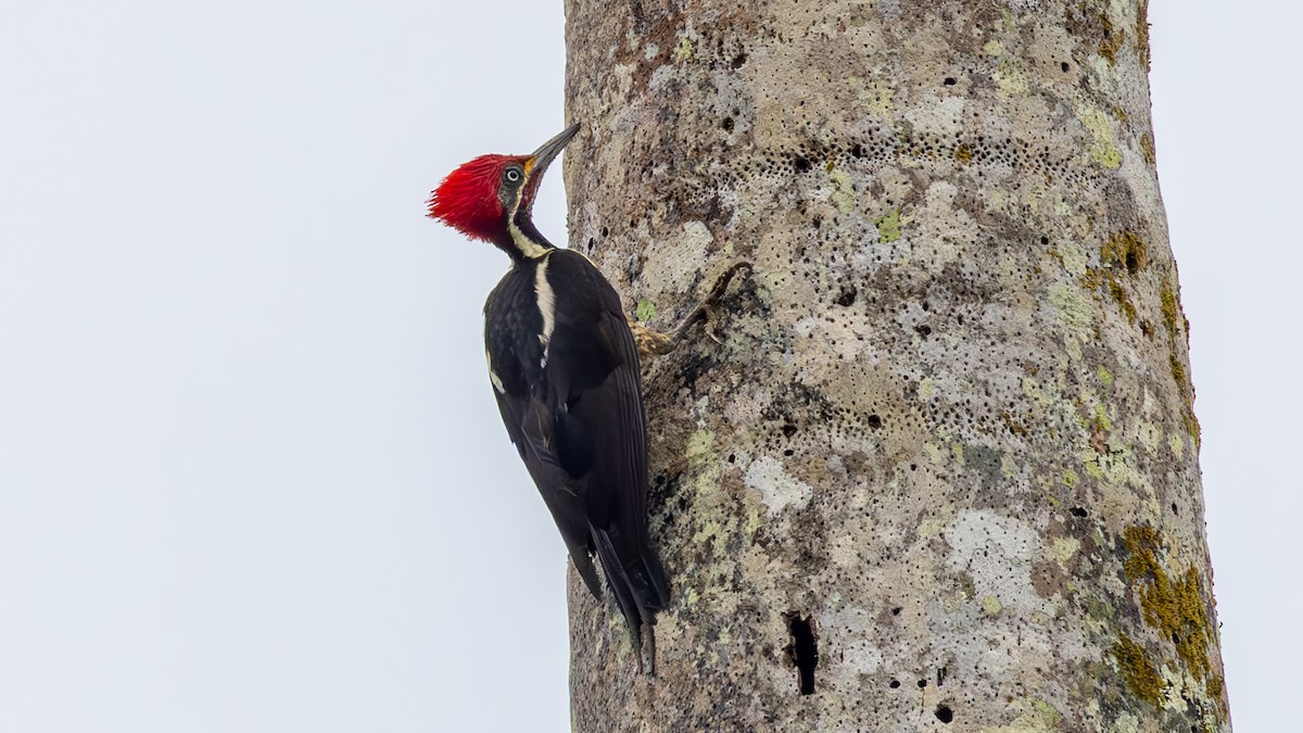Lineated Woodpecker - ML645440912