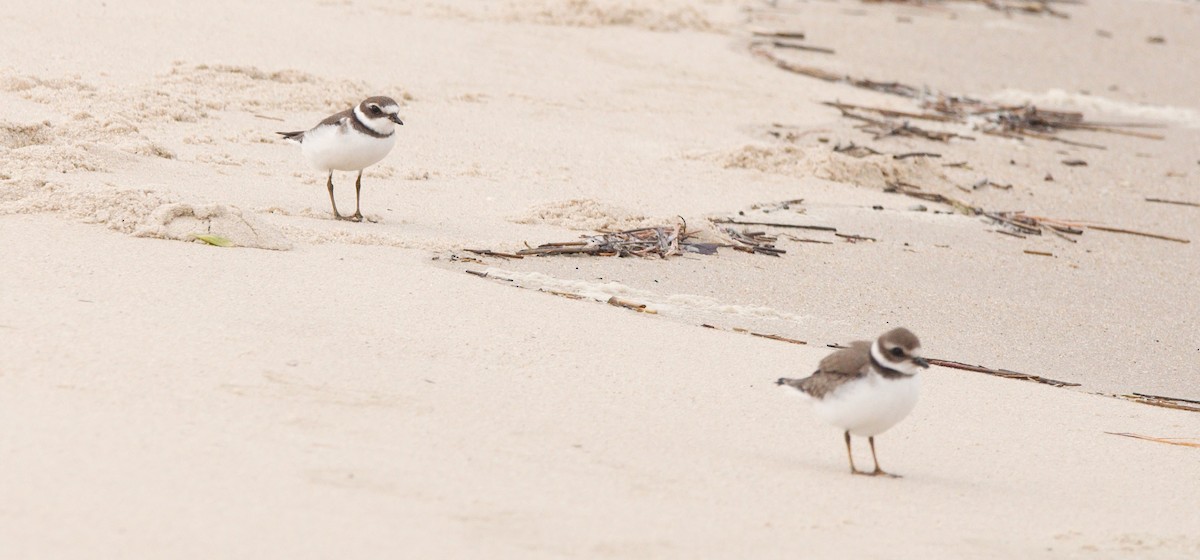 Semipalmated Plover - ML645440914