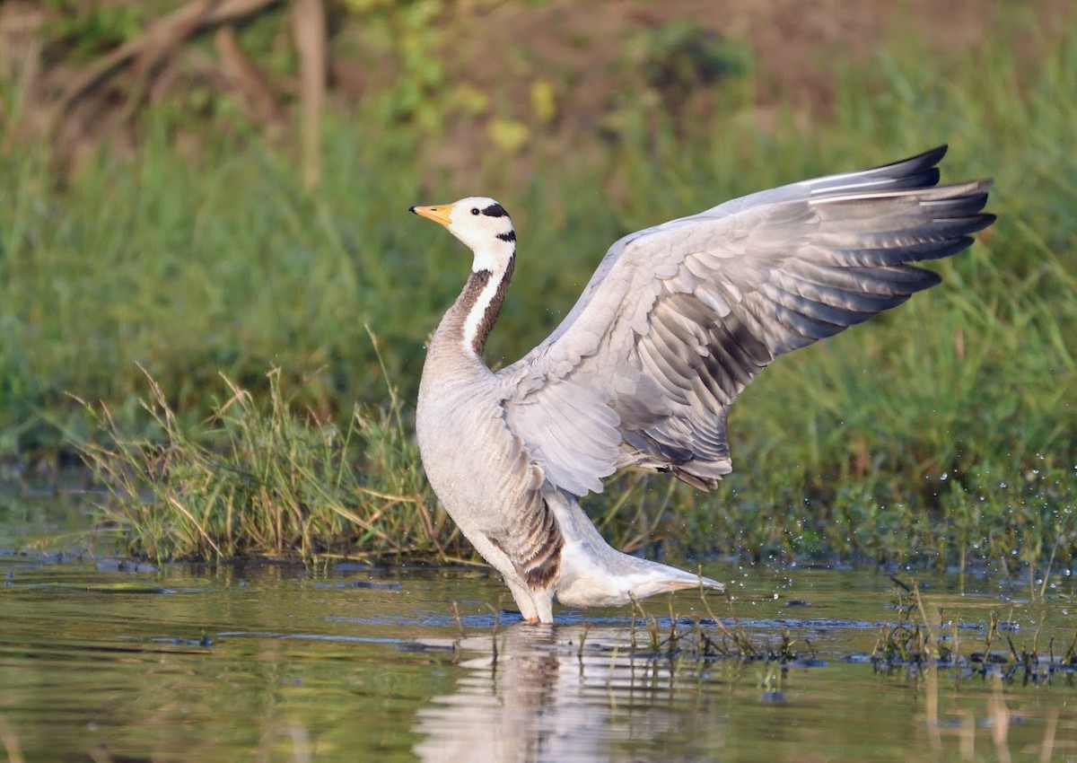 Oie à tête barrée - ML645440921