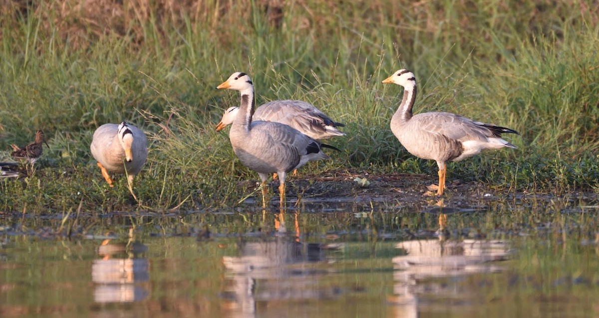 Oie à tête barrée - ML645440922