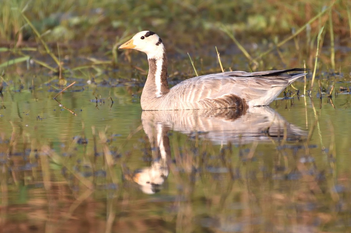Oie à tête barrée - ML645440924