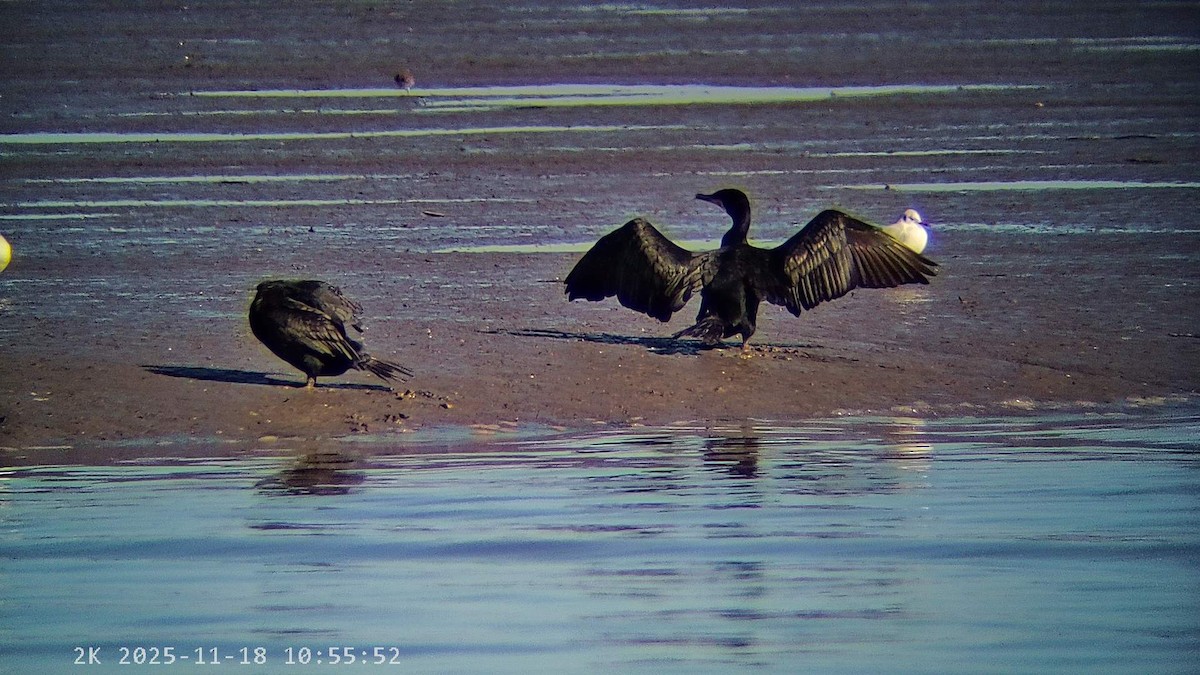 Kormoran - ML645440937