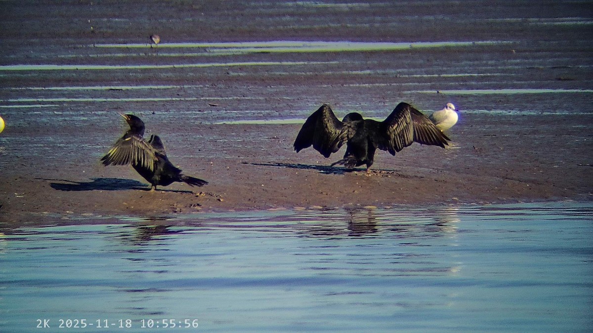 Kormoran - ML645440938