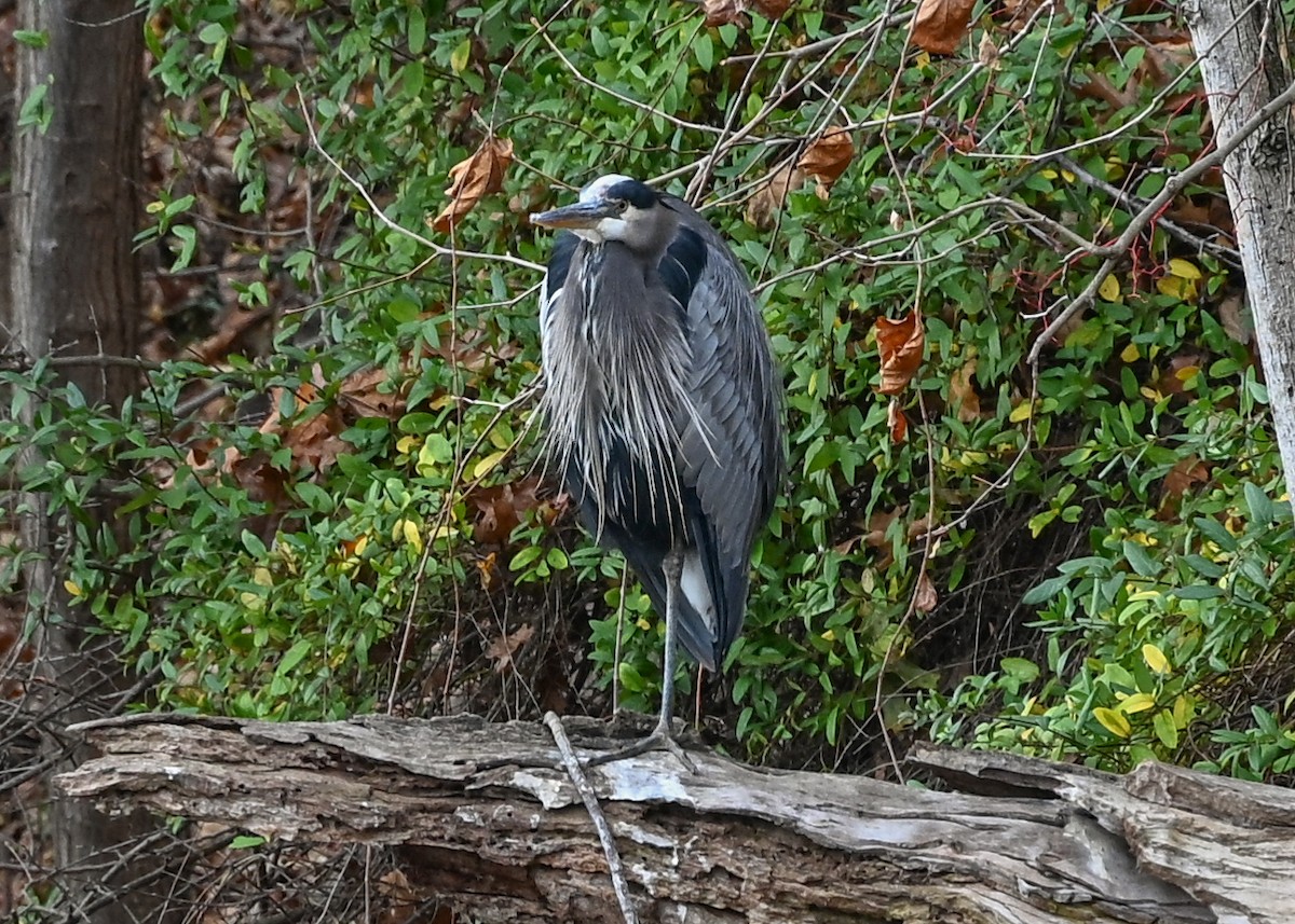 Great Blue Heron - ML645440944
