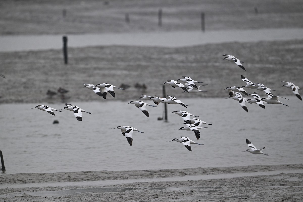 Pied Avocet - ML645440948