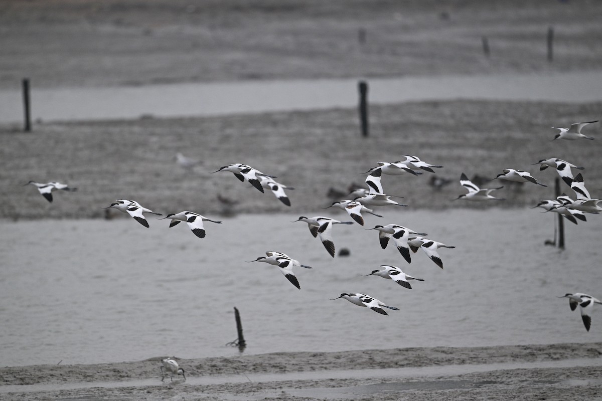 Pied Avocet - ML645440949