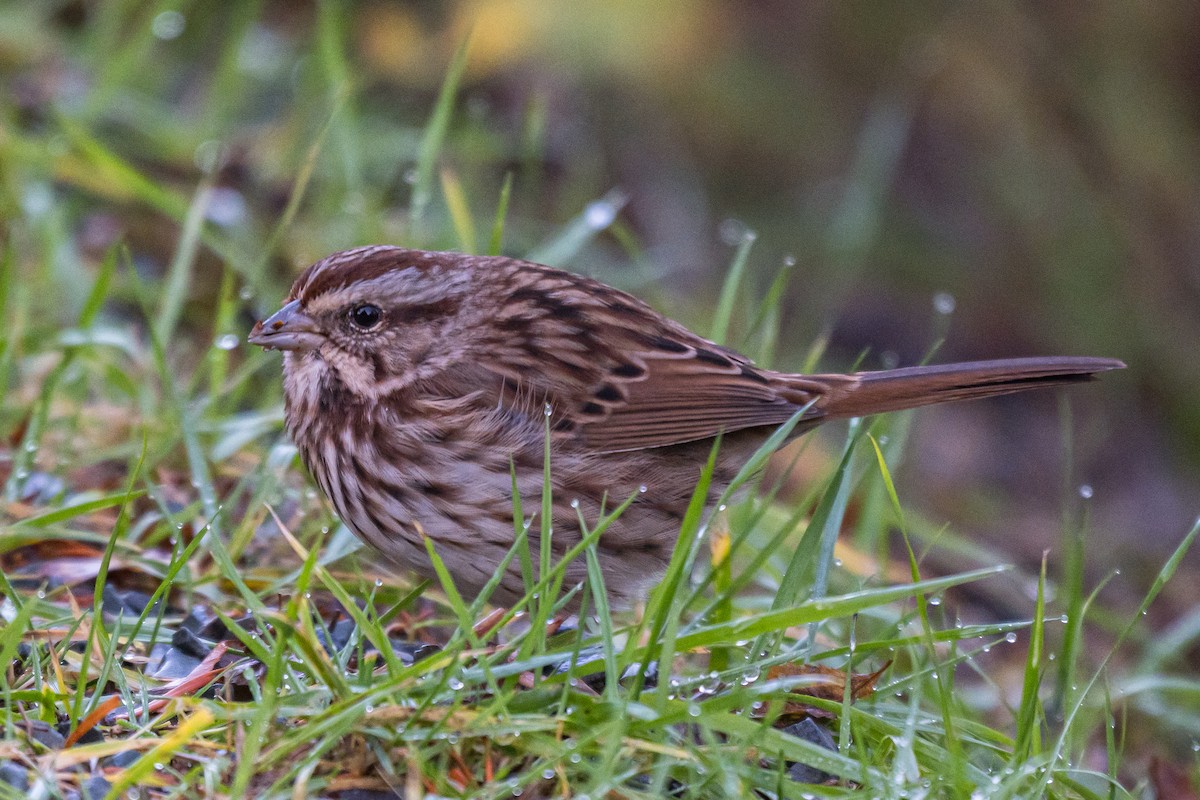 Song Sparrow - ML645440950