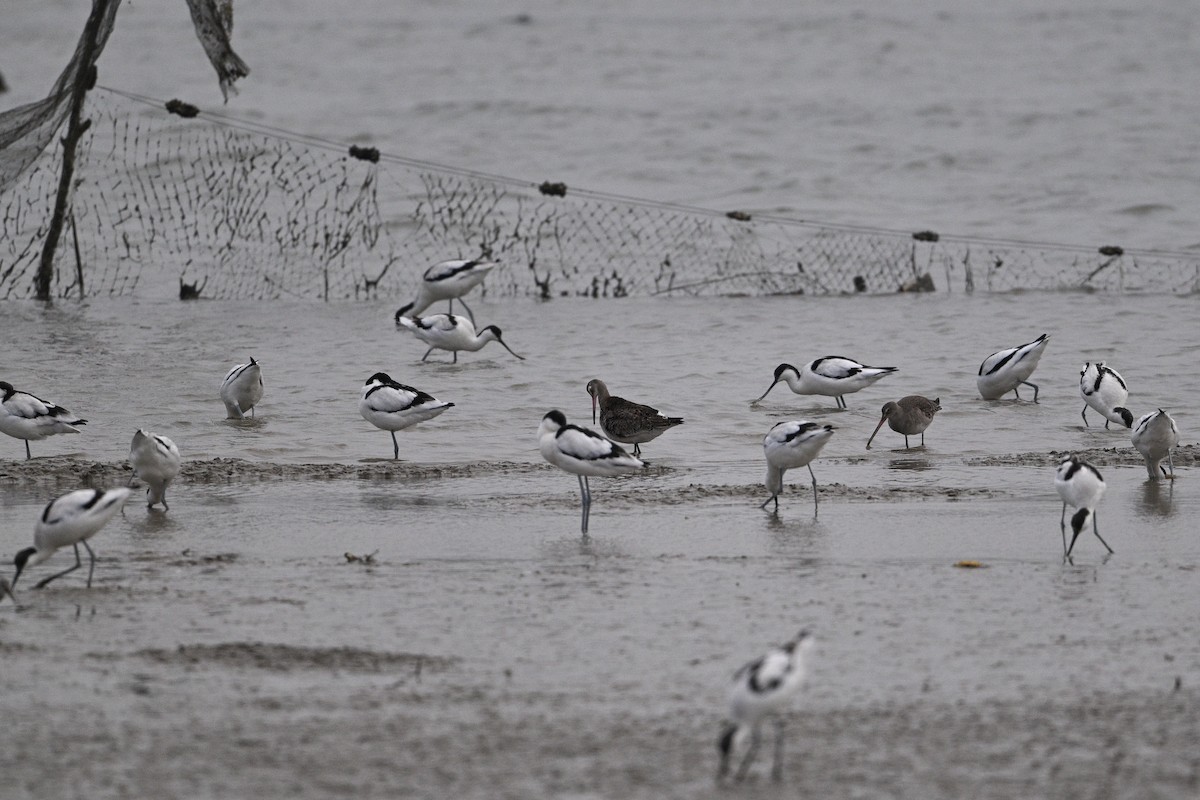 Black-tailed Godwit - ML645440952