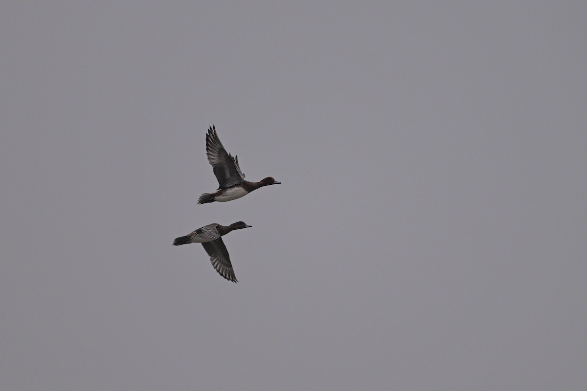 Eurasian Wigeon - ML645440962
