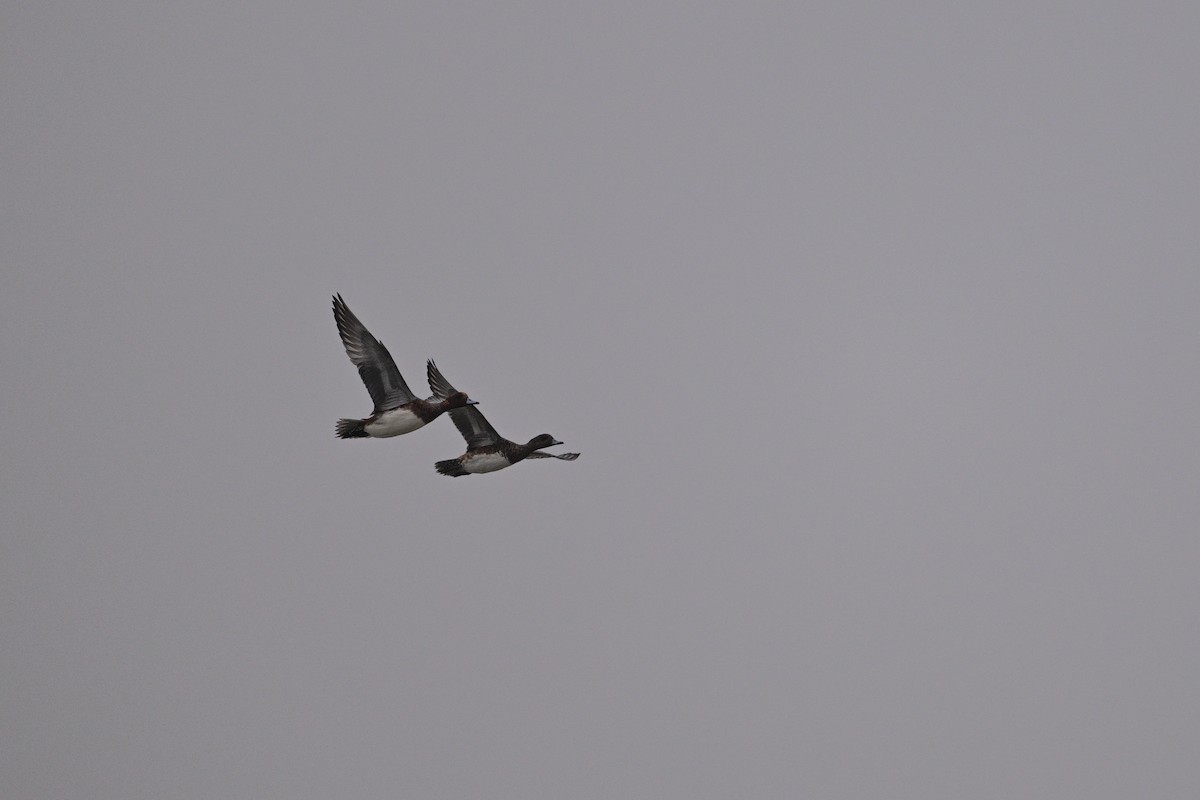 Eurasian Wigeon - ML645440963