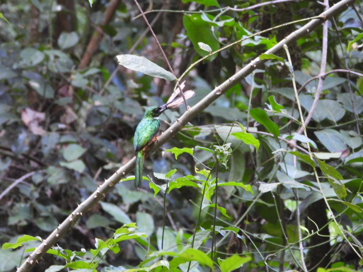 Rufous-tailed Jacamar - ML645440964