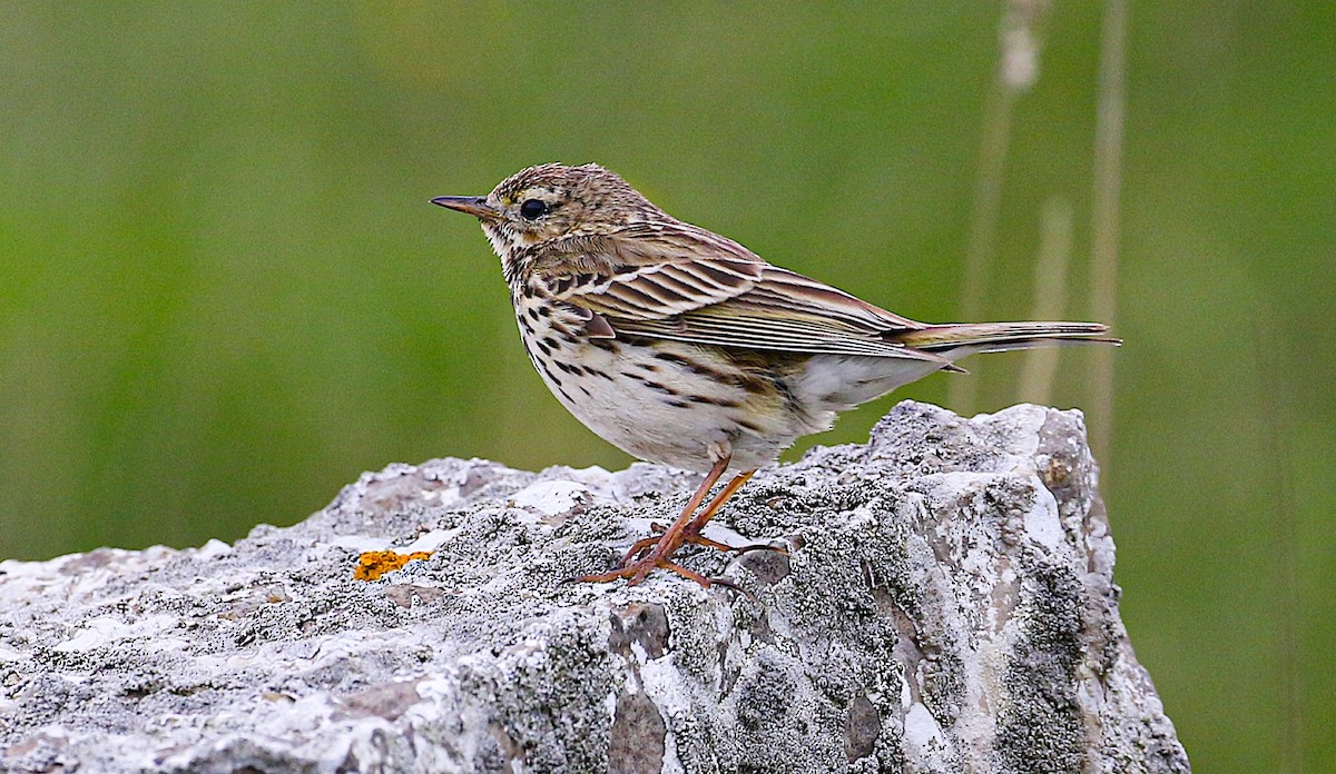 Meadow Pipit - ML645440965