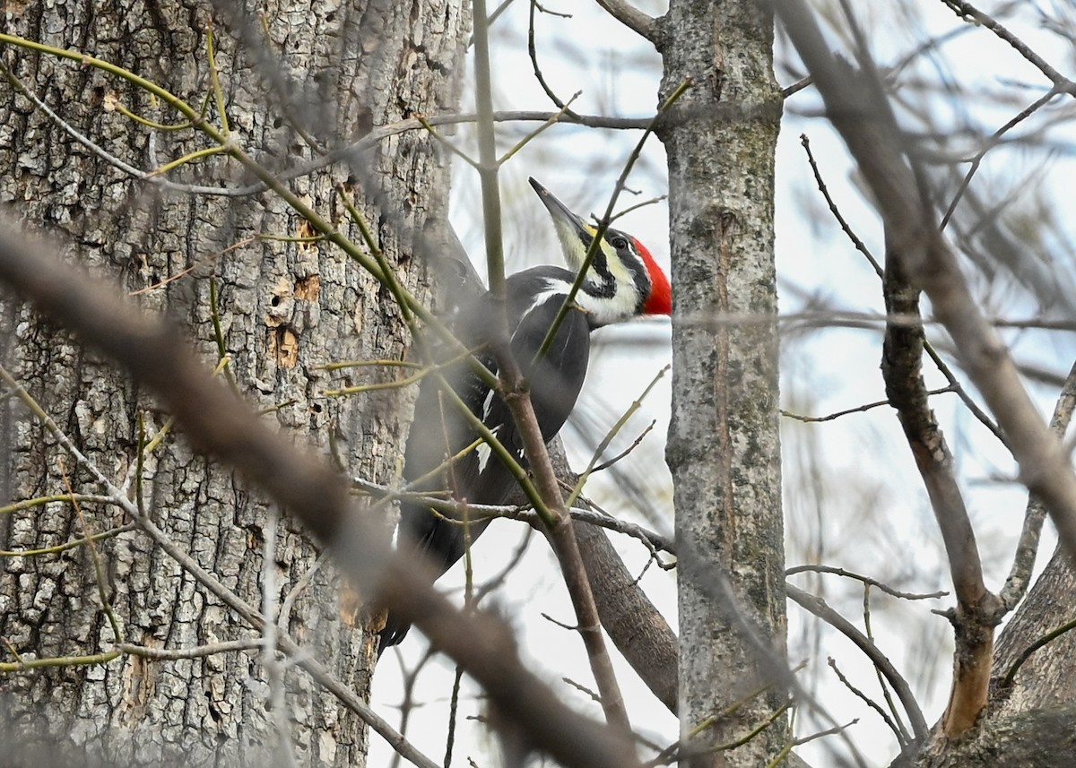 Pileated Woodpecker - ML645440966