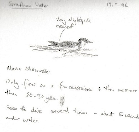 Manx Shearwater - ML645440967