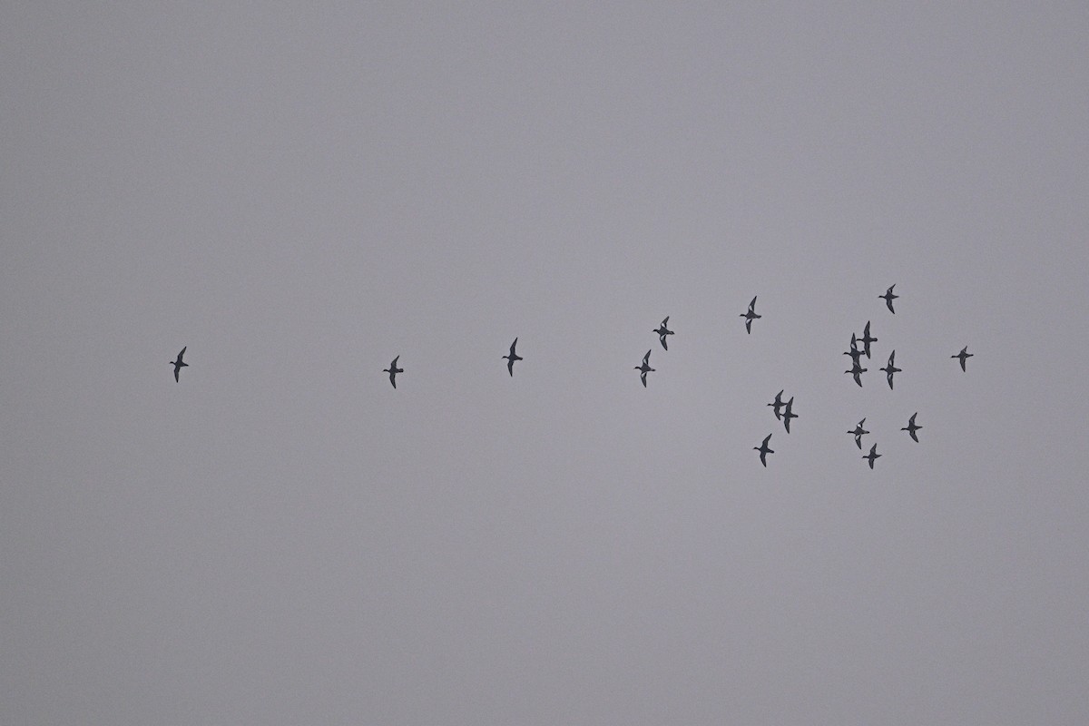 Eurasian Wigeon - ML645440968