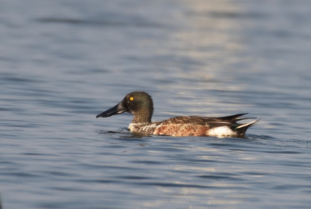 Northern Shoveler - ML645440969