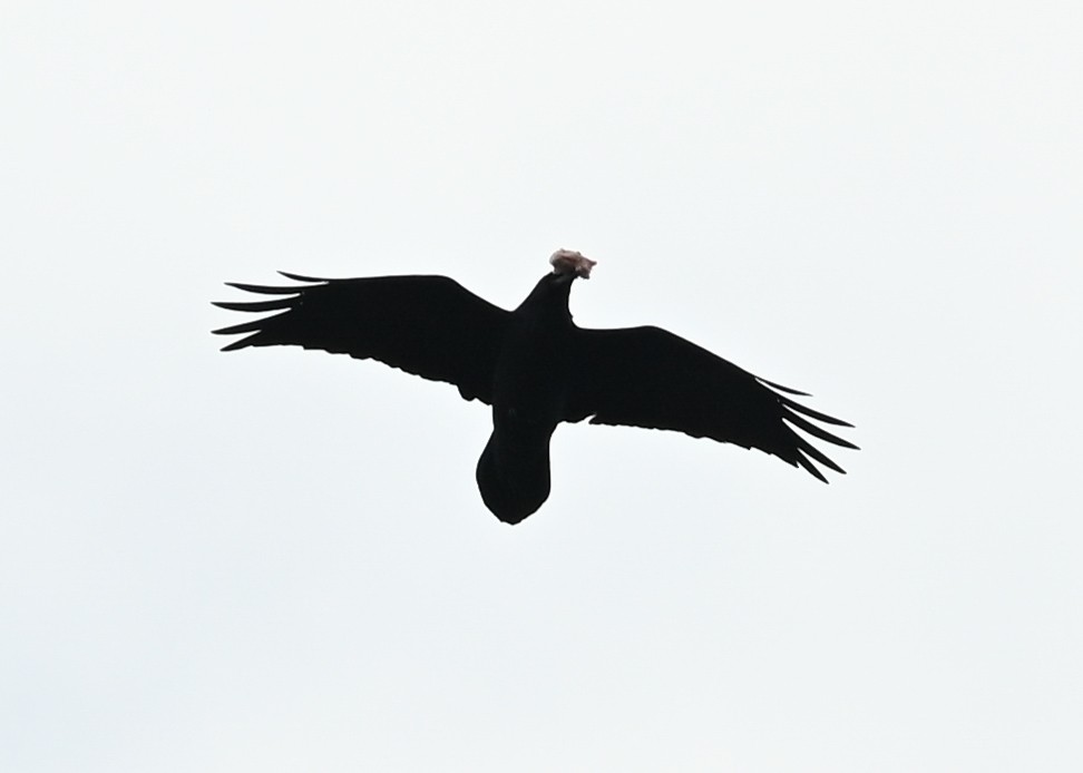 Common Raven - ML645440970