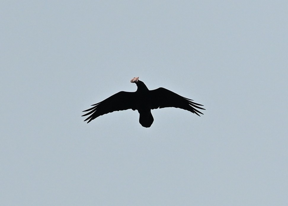 Common Raven - ML645440971