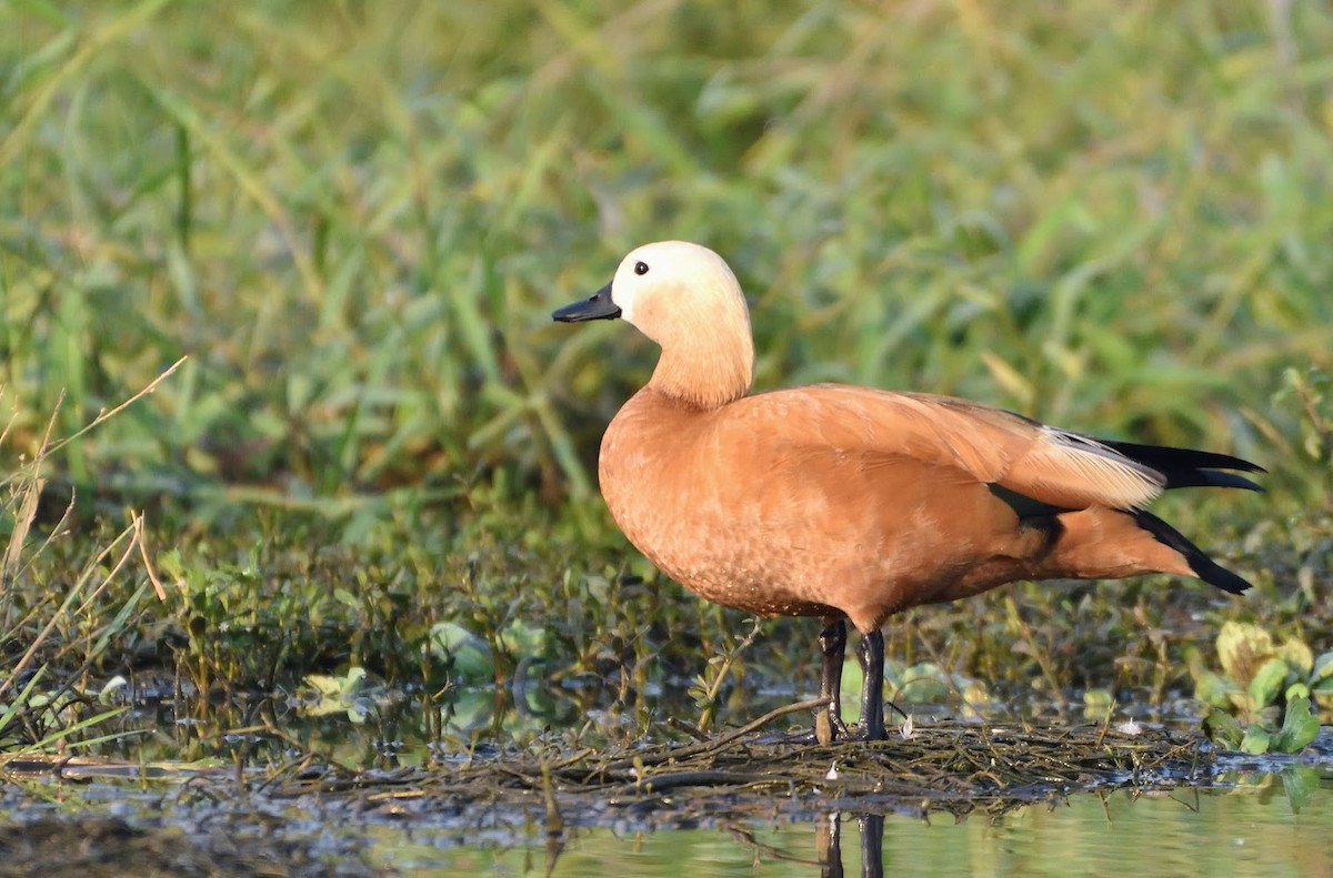 Ruddy Shelduck - ML645440972