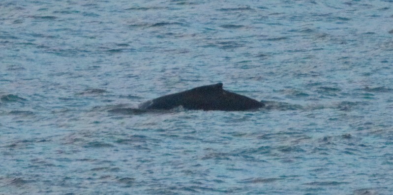 Humpback Whale - ML645440973