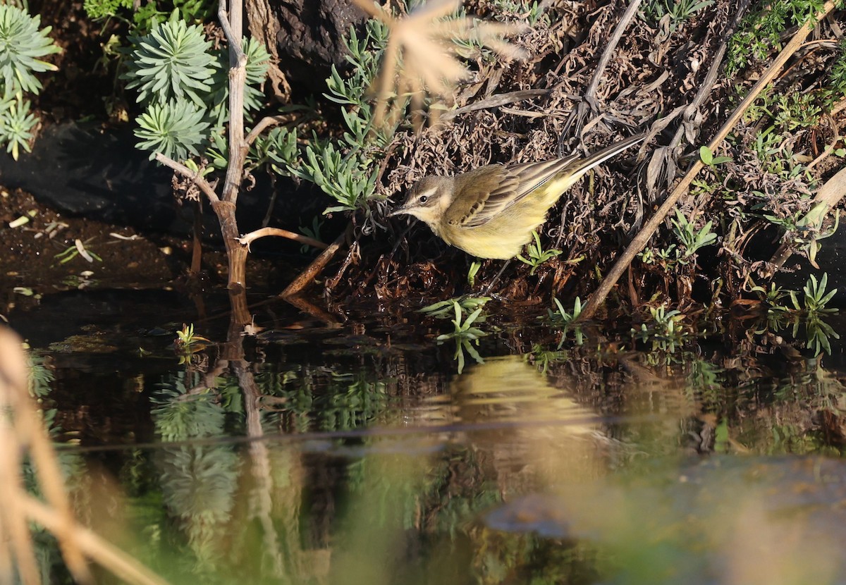 Western Yellow Wagtail (flava) - ML645440974