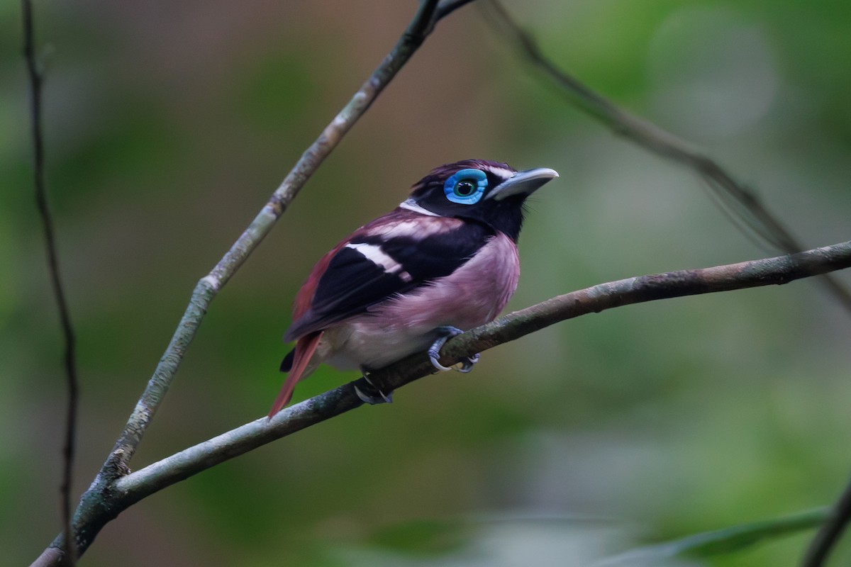 Visayan Broadbill - ML645440976