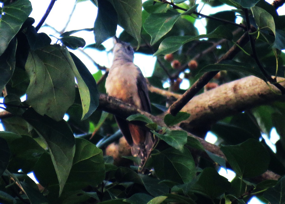 Moluccan Brush Cuckoo - ML645440977
