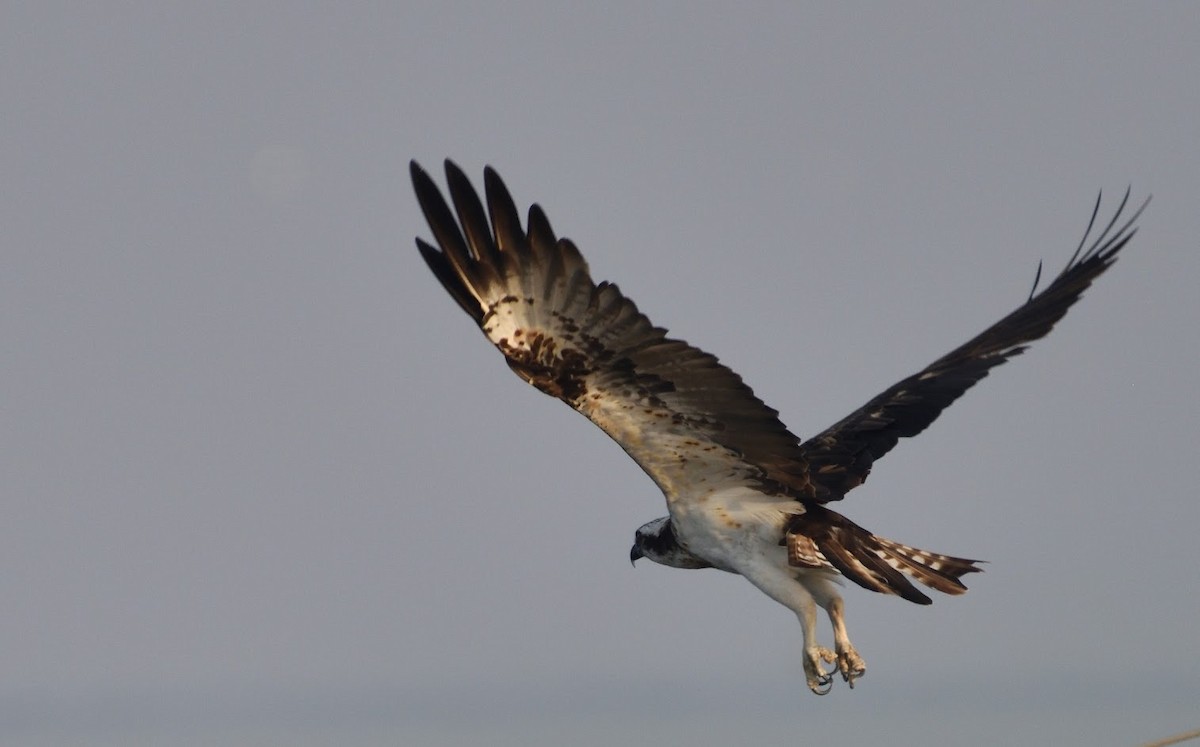 Osprey - ML645440978