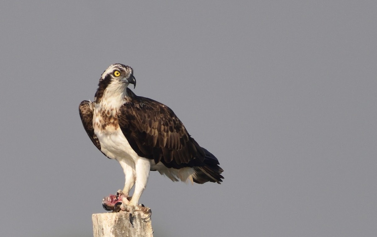 Osprey - ML645440980