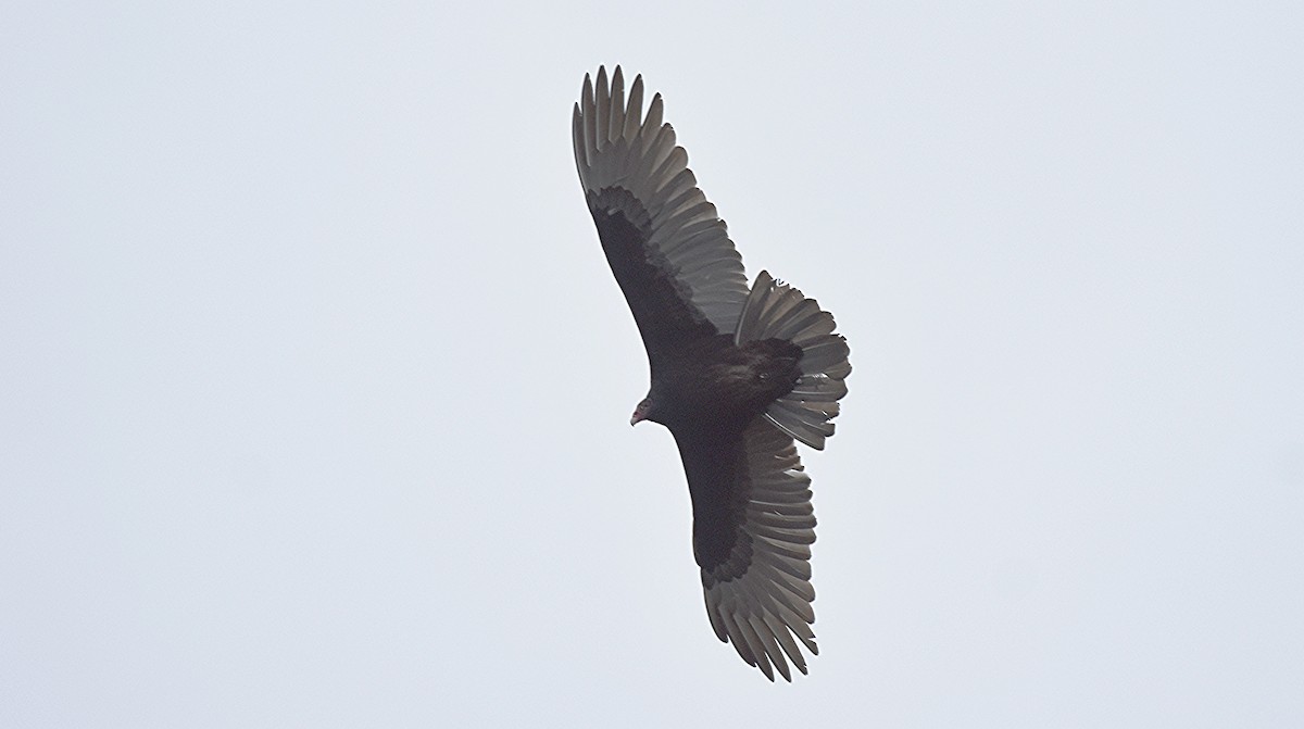 Turkey Vulture - ML645440982