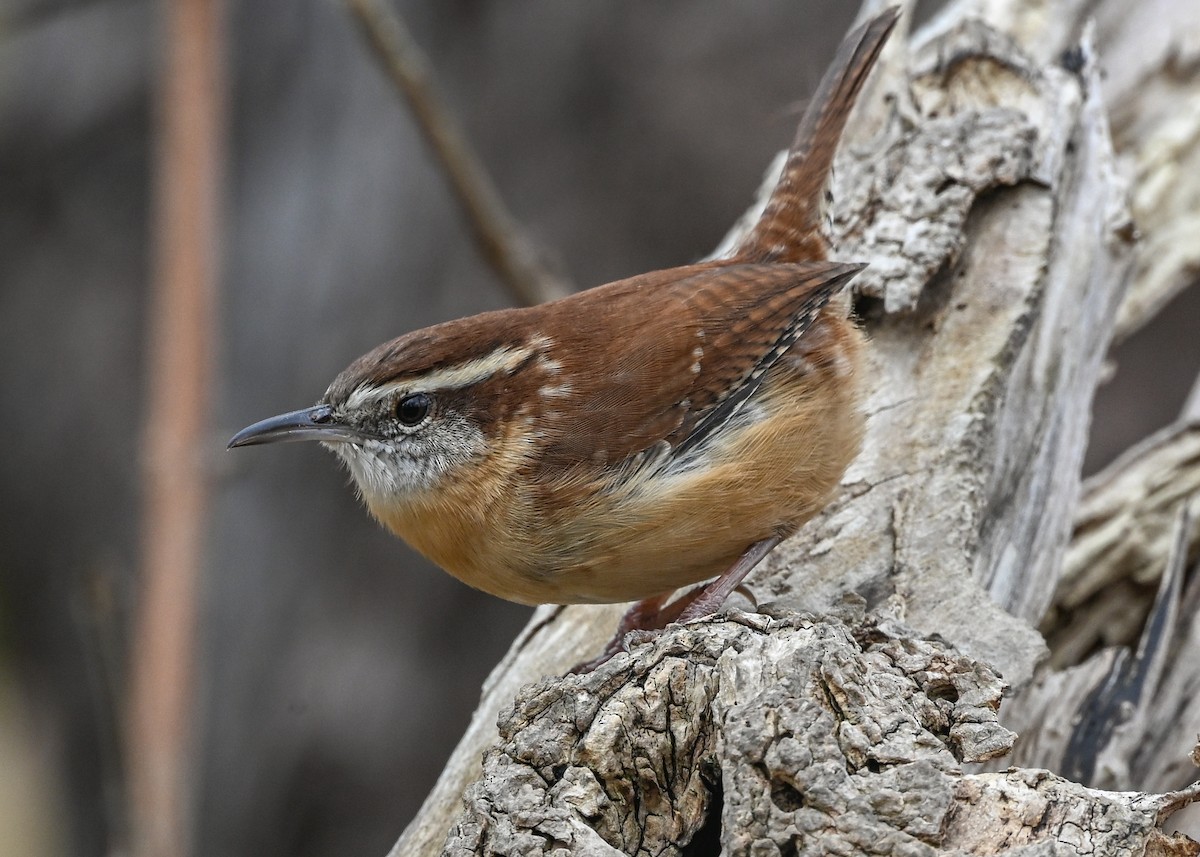 Carolina Wren - ML645440986