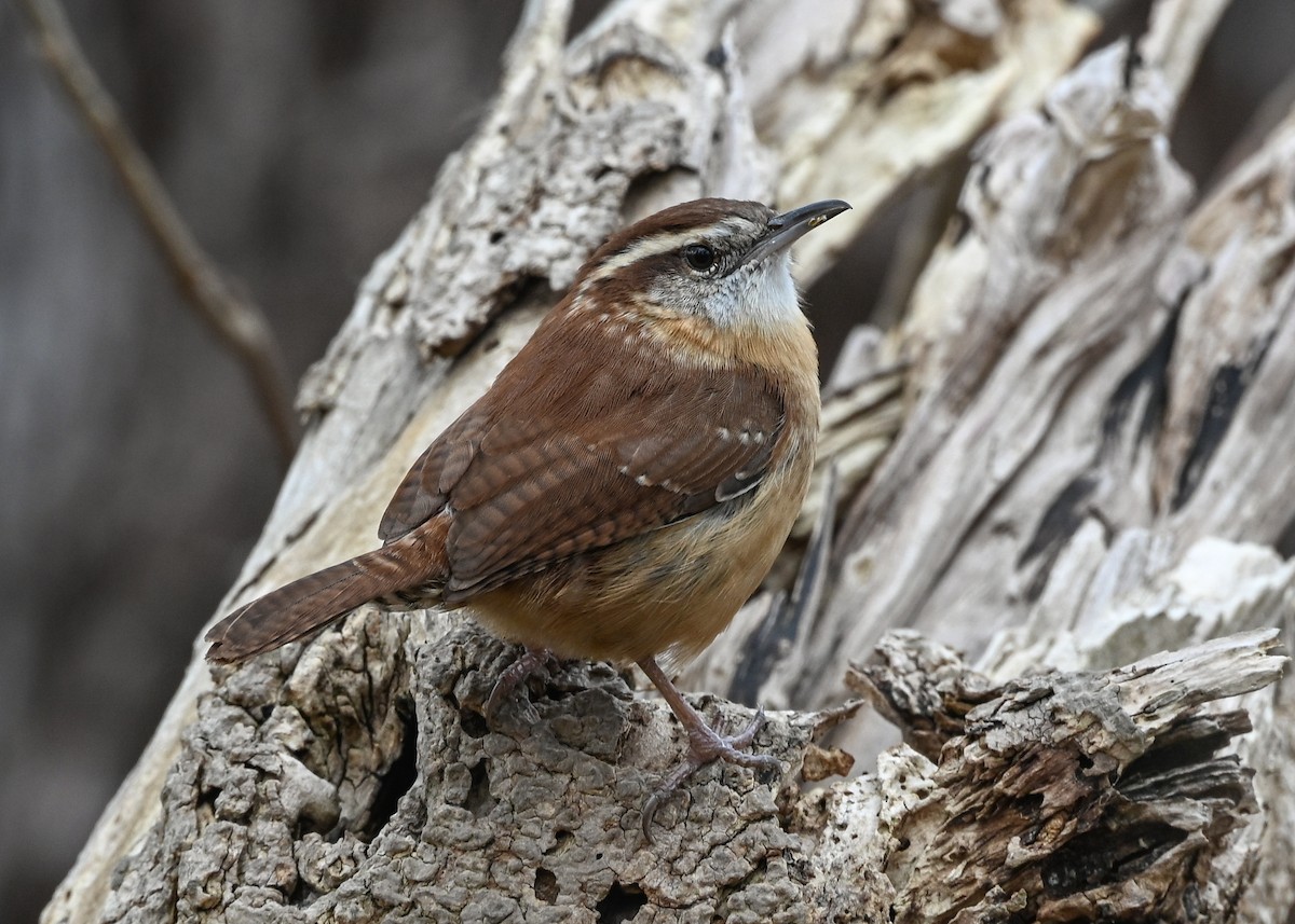 Carolina Wren - ML645440987