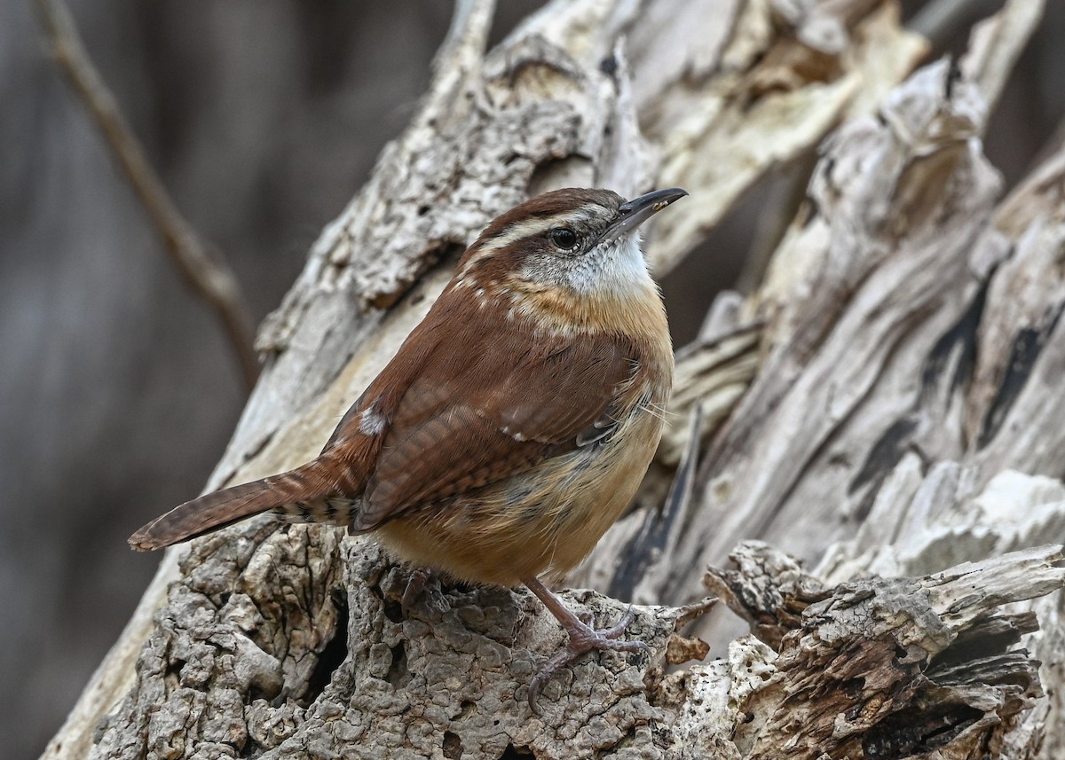 Carolina Wren - ML645440988