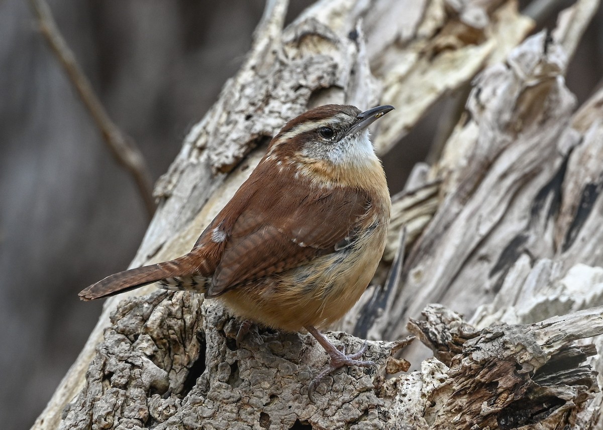 Carolina Wren - ML645440989