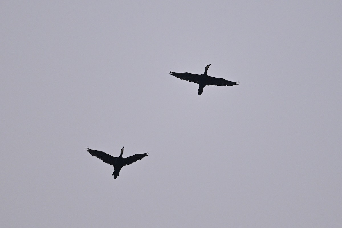 Kormoran - ML645440990