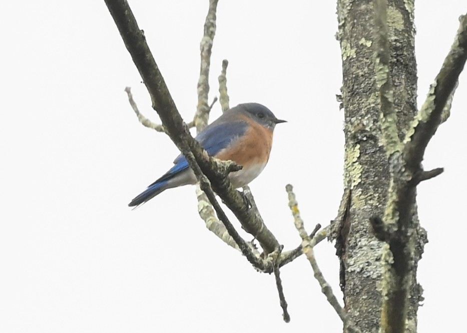 Azulejo Oriental - ML645440996