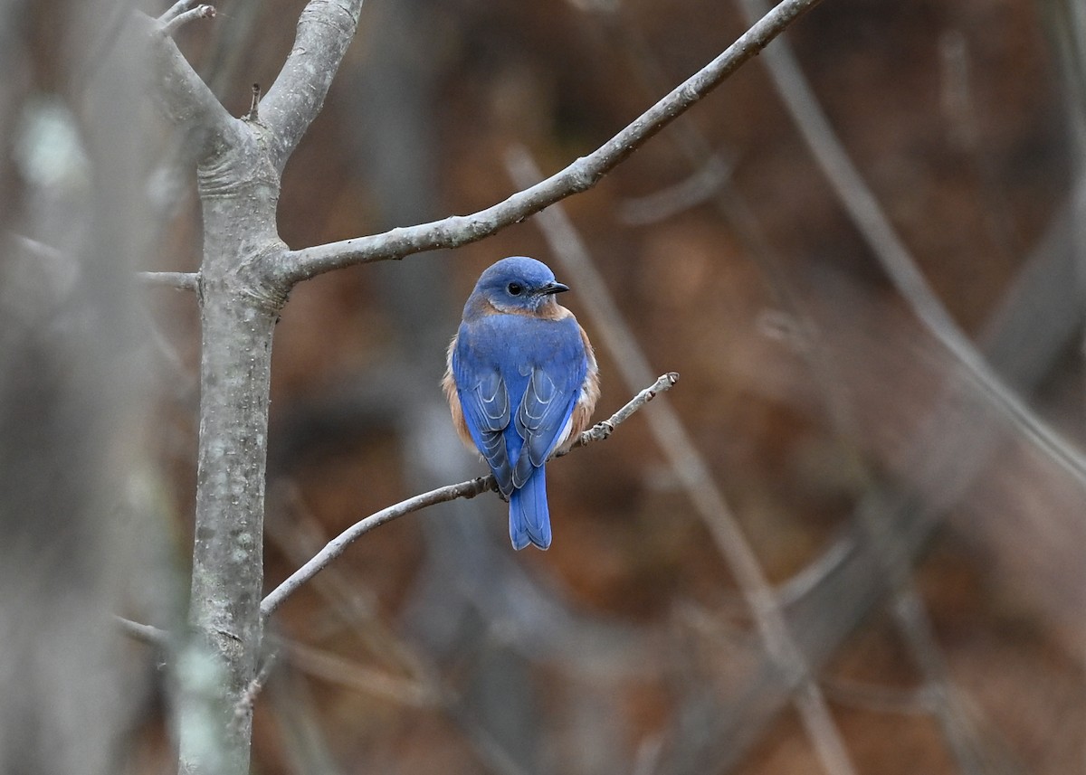 Azulejo Oriental - ML645440997