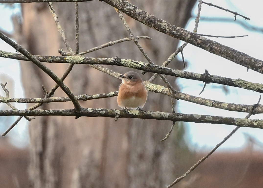 Azulejo Oriental - ML645440998