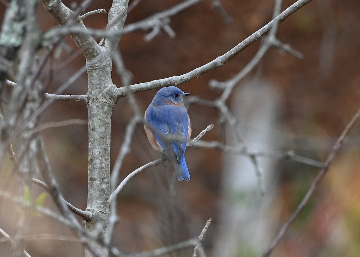 Azulejo Oriental - ML645440999