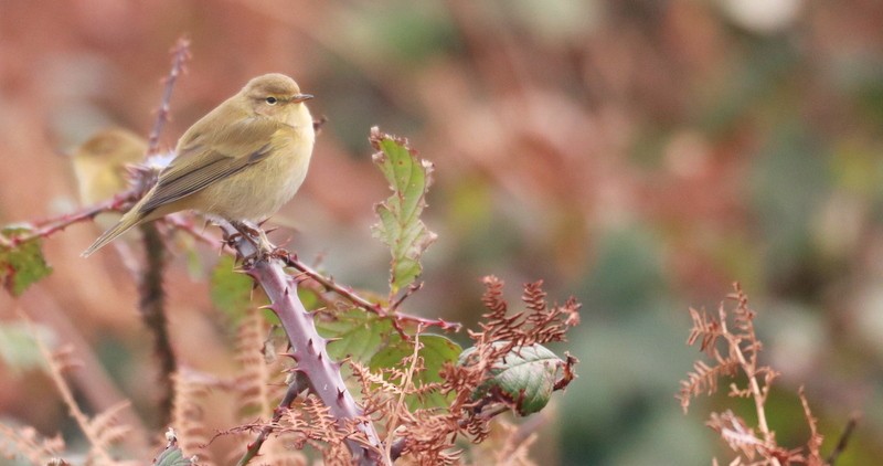 Common Chiffchaff - ML645441001
