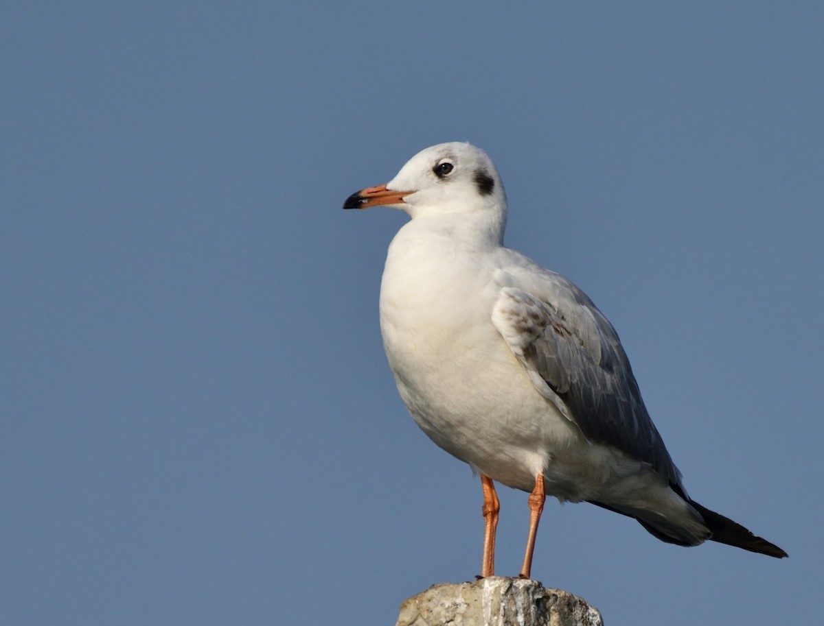 Gaviota Centroasiática - ML645441002