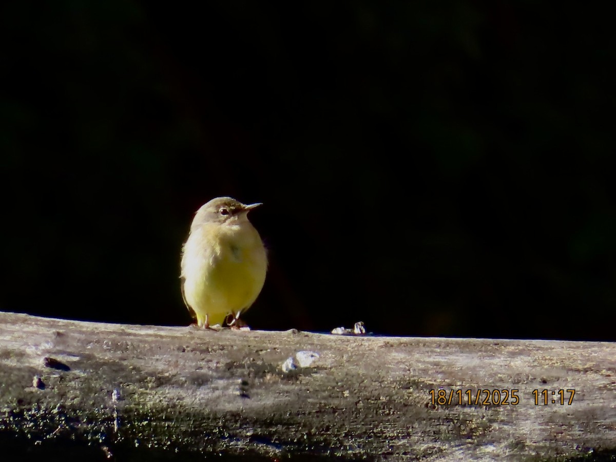 Gray Wagtail - ML645441012
