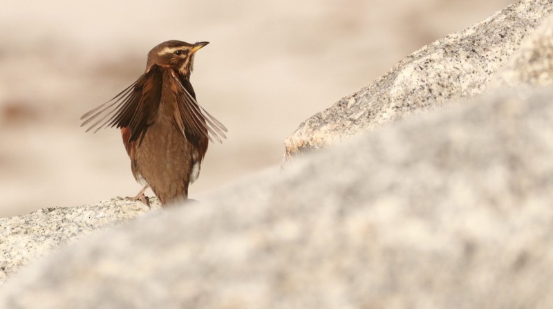 Redwing - ML645441013