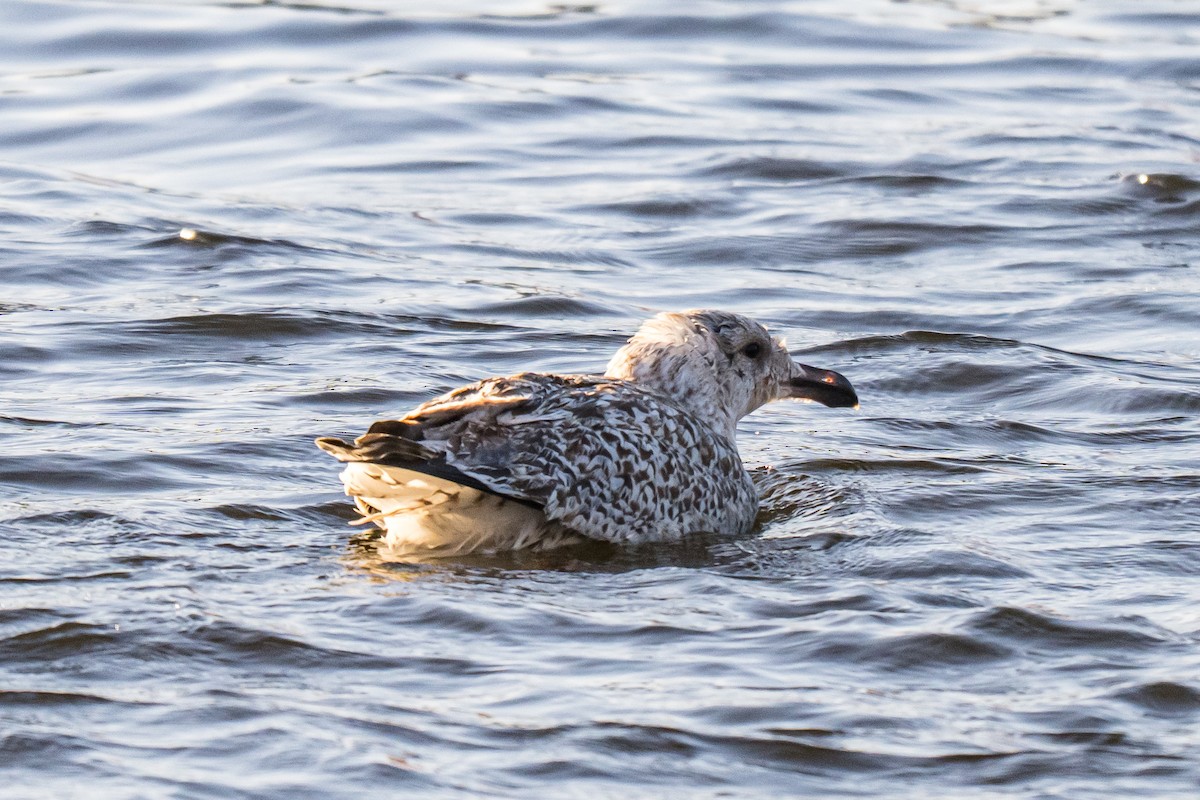 Great Black-backed Gull - ML645441014