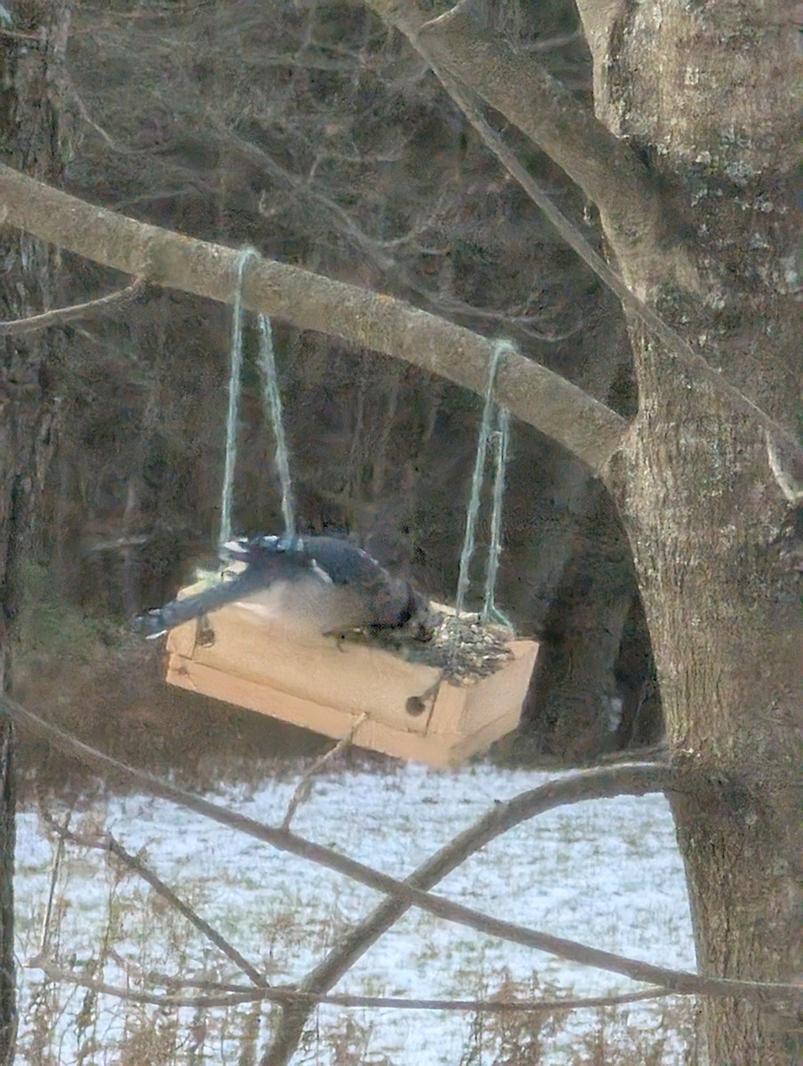 Blue Jay - ML645441020