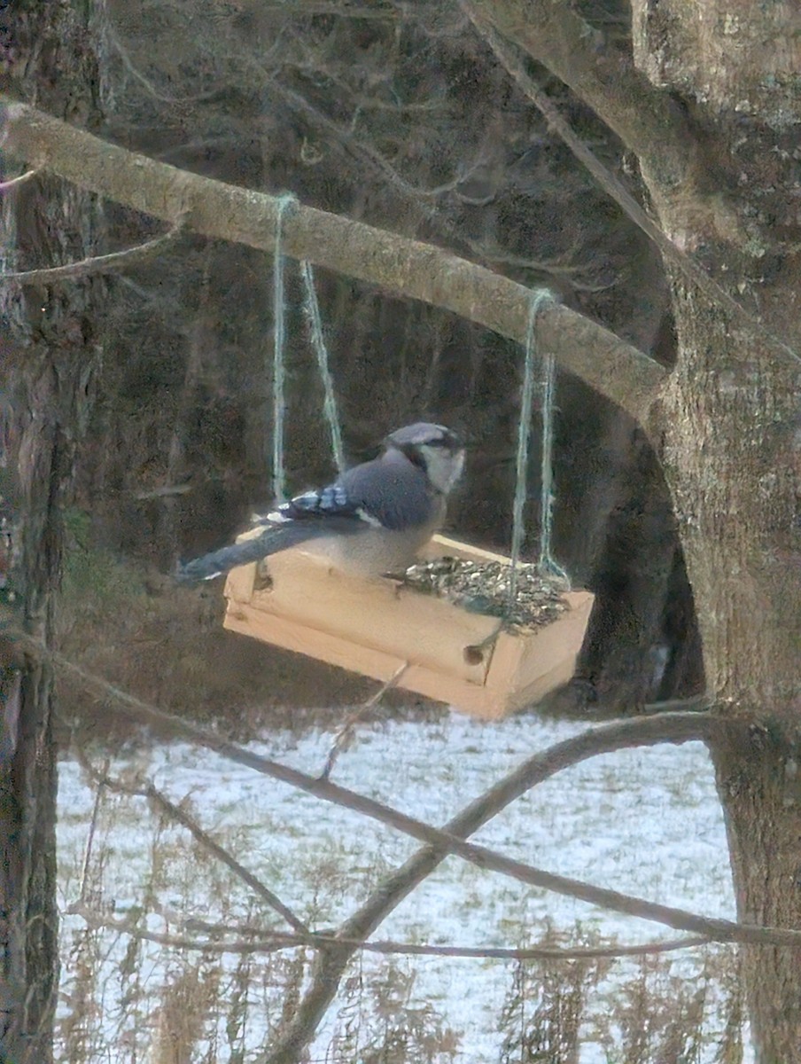 Blue Jay - ML645441021