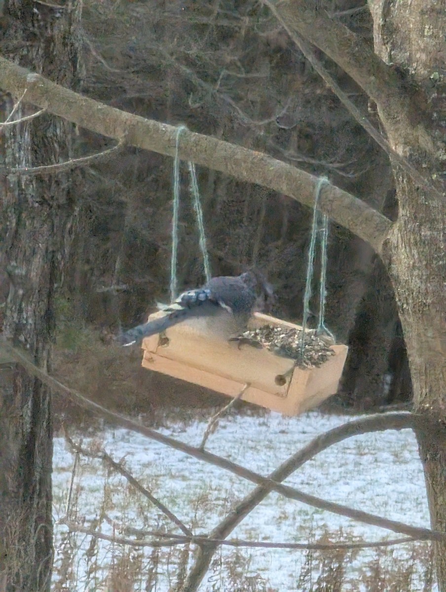 Blue Jay - ML645441022