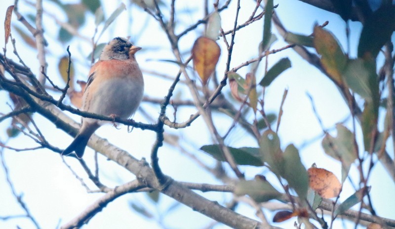 Brambling - ML645441023