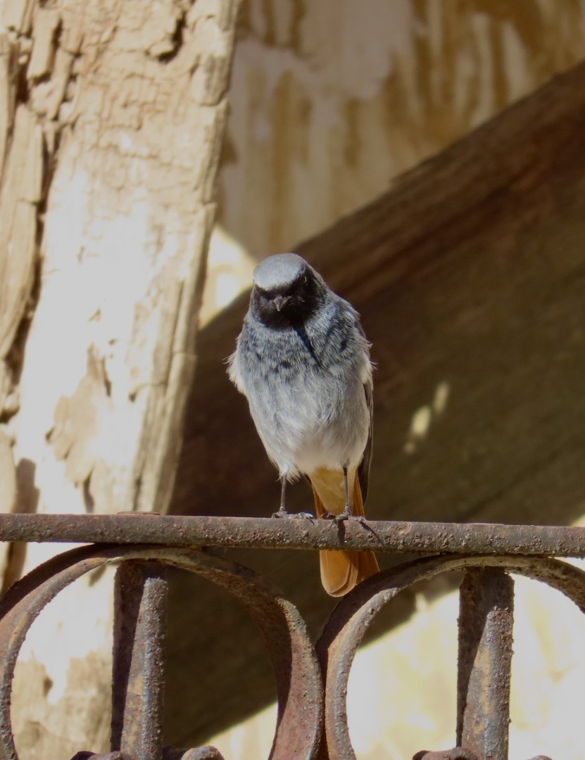 Black Redstart - ML645441025